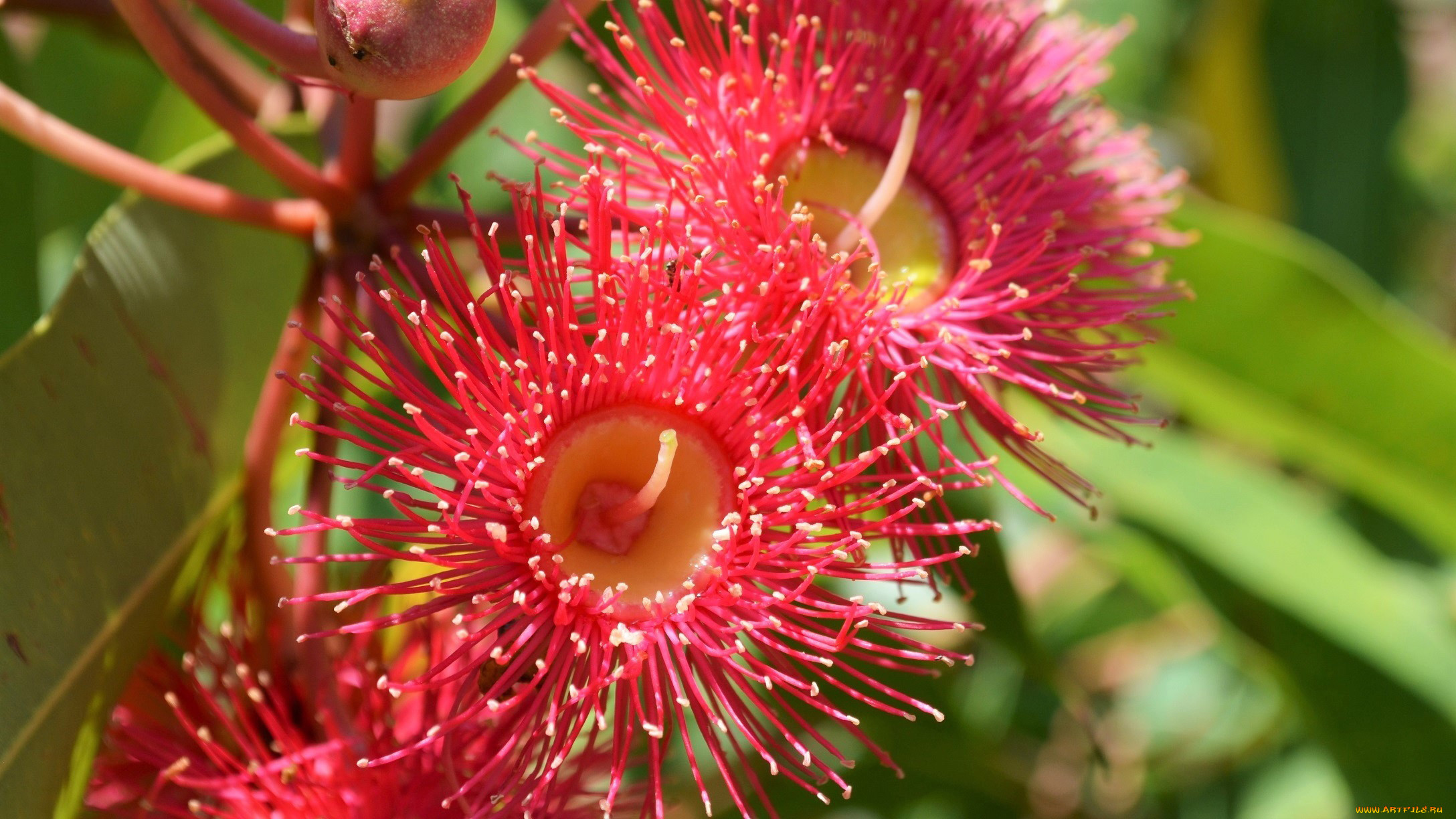 corymbia ficifolia,  , , corymbia, ficifolia, , 